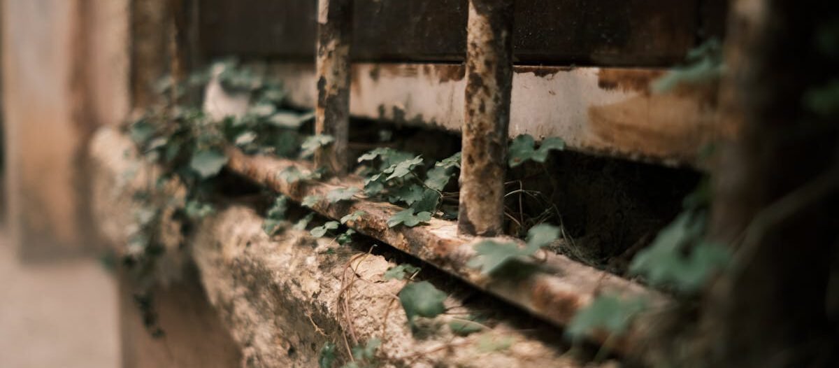 Detailed view of a rusty iron window with climbing ivy plants, showcasing decay and nature's resilience.